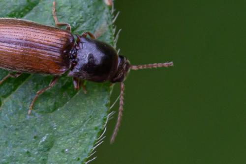 Réf. 296 387 : Adrastus sp.